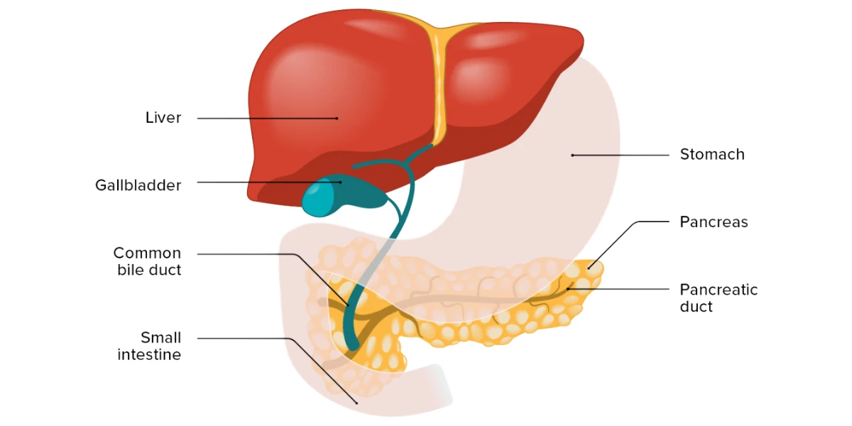 Everyday Habits That Could Be Harming Your Liver